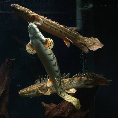 虎紋恐龍魚圖片欣賞大全