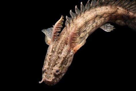 虎紋恐龍魚圖片欣賞大全