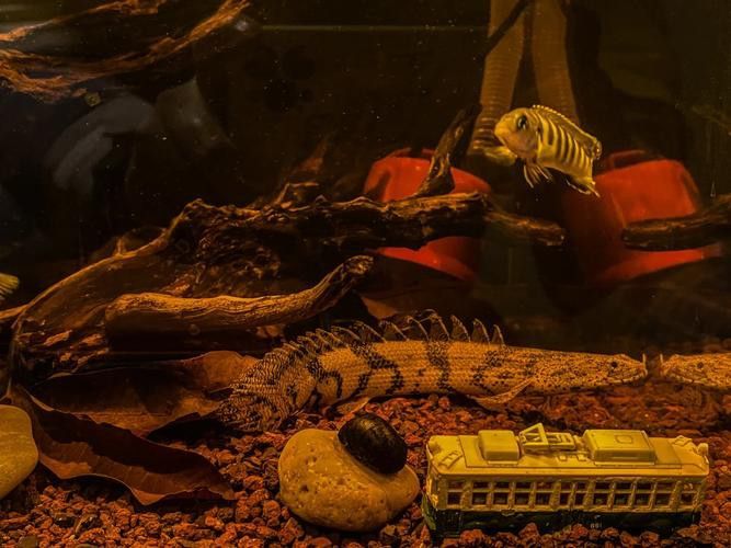 虎紋恐龍魚圖片欣賞大全