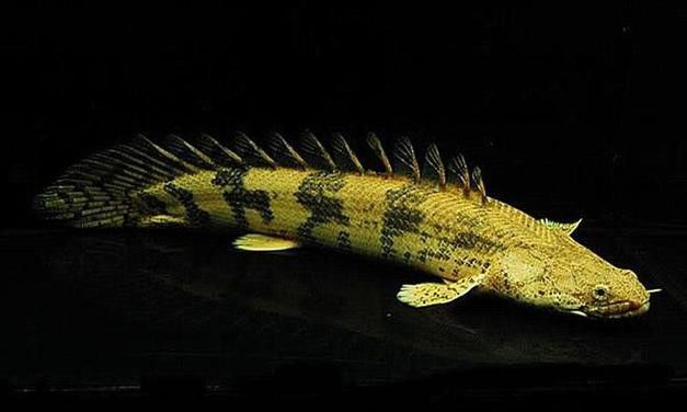 虎紋恐龍魚圖片欣賞大全