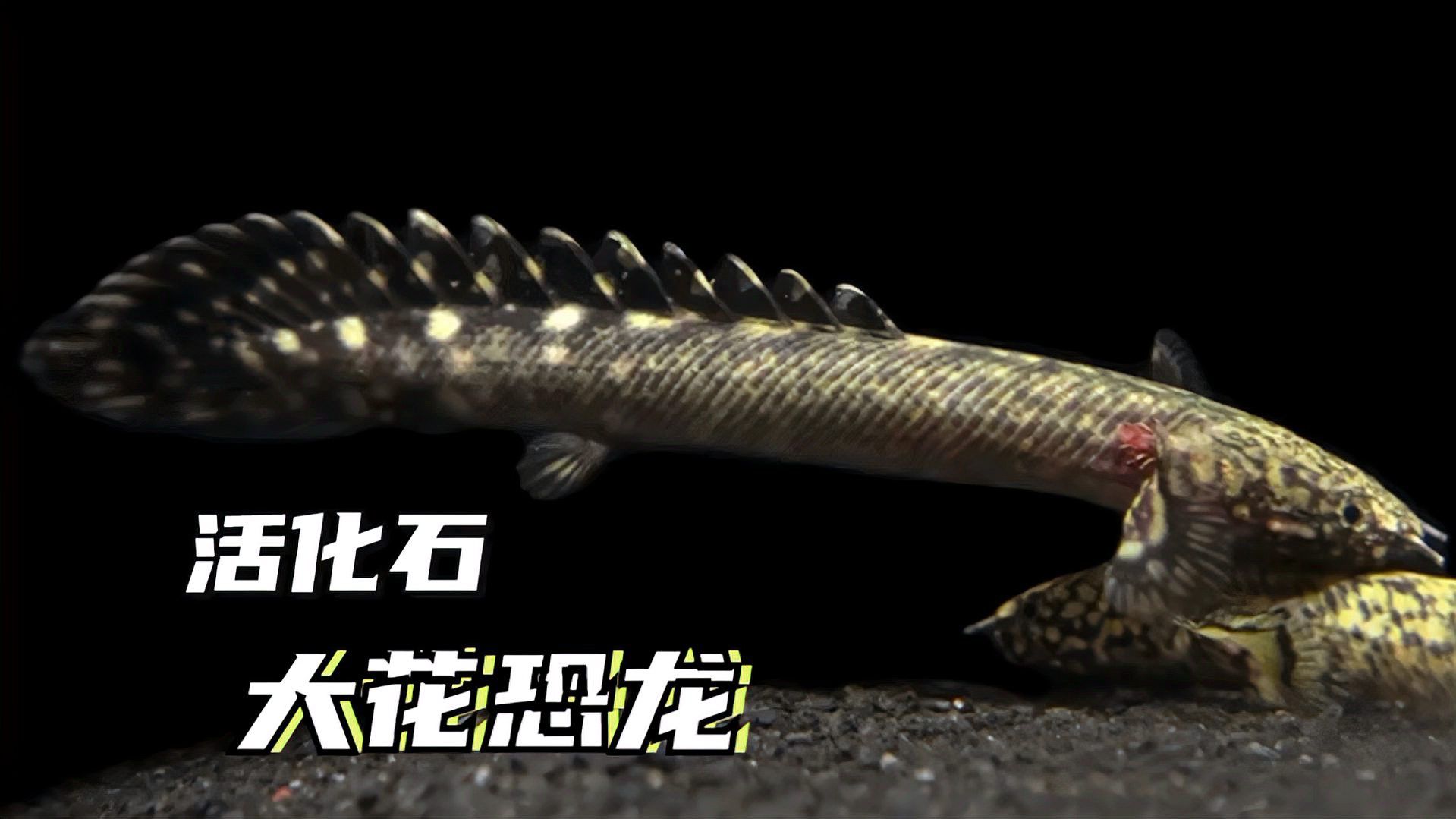 虎紋恐龍魚圖片欣賞大全