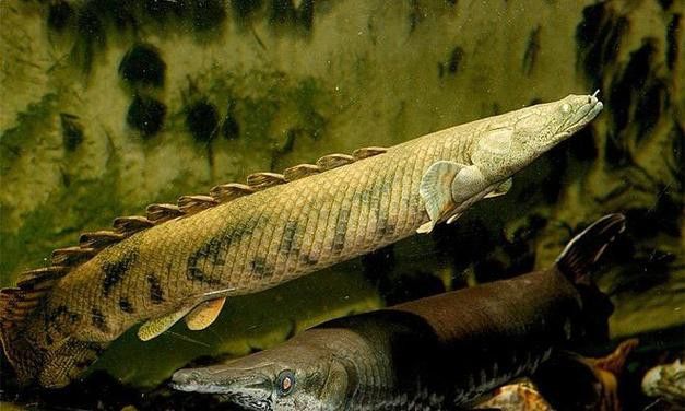 虎紋恐龍魚圖片欣賞大全