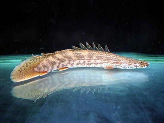 虎紋恐龍魚圖片欣賞大全