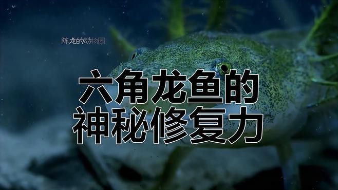 虎紋恐龍魚圖片欣賞大全