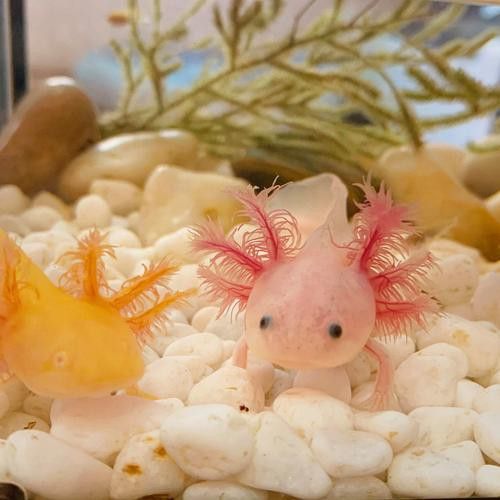 虎紋恐龍魚圖片欣賞大全