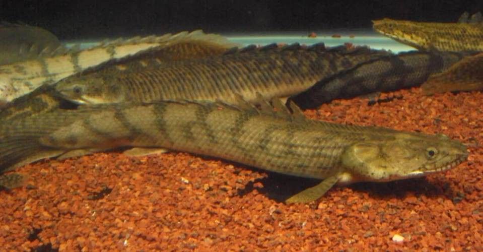 虎紋恐龍魚圖片欣賞大全