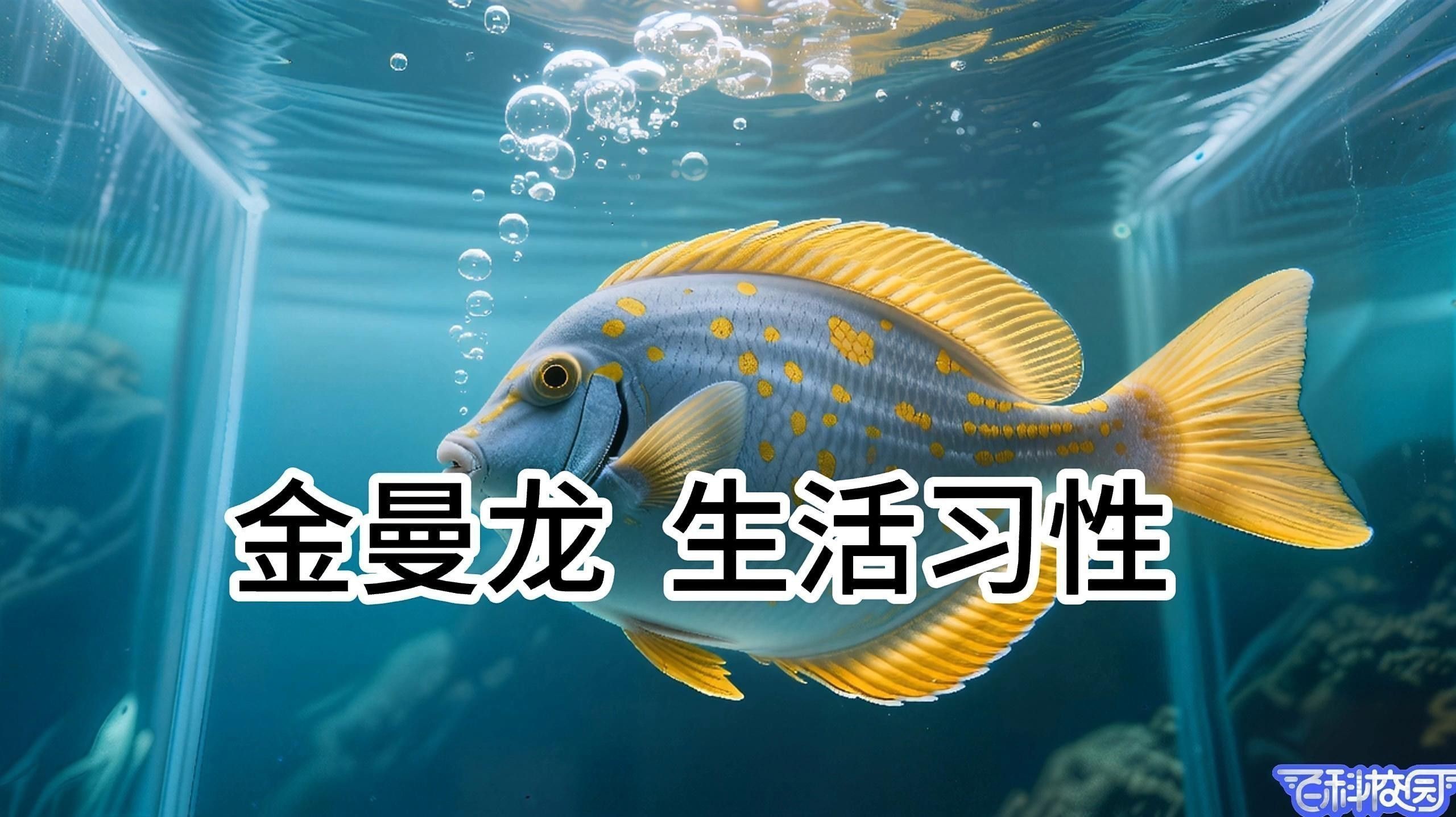 曼龍魚的最佳飼養(yǎng)環(huán)境是什么？