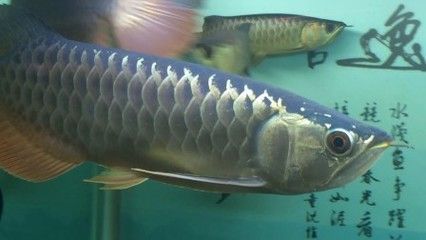 李亞四金龍魚馬蹄印：李亞四金龍魚中的馬蹄印 李亞四金龍魚馬蹄印：李亞四金龍魚中的馬蹄印 龍魚百科 第3張
