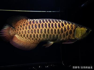 李亞四金龍魚馬蹄印：李亞四金龍魚中的馬蹄印 李亞四金龍魚馬蹄印：李亞四金龍魚中的馬蹄印 龍魚百科 第2張