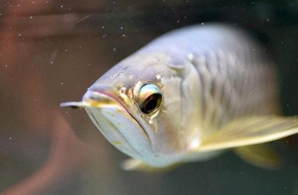 金龍魚掉眼什么意思啊圖片