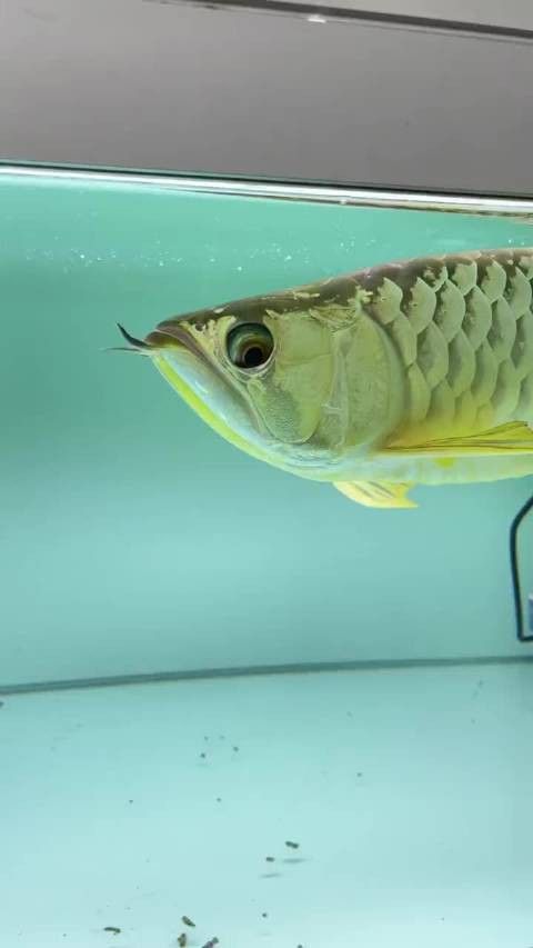 金龍魚掉眼什么意思啊圖片