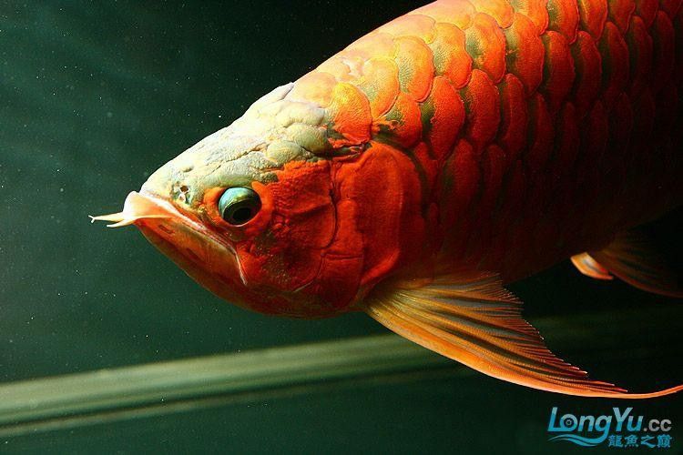 金龍魚掉眼什么意思啊圖片