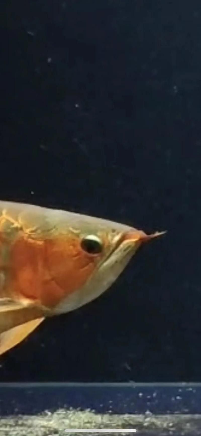 金龍魚掉眼什么意思啊圖片