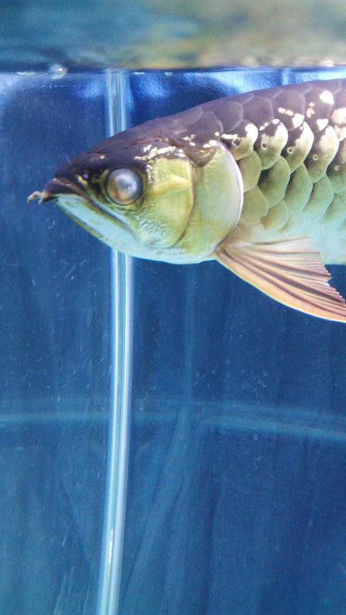 金龍魚掉眼什么意思啊圖片