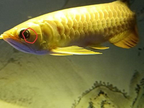 金龍魚掉眼什么意思啊圖片