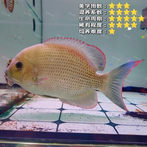 馬拉莫寶石圖片