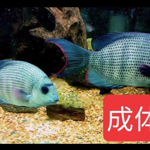 馬拉莫寶石圖片