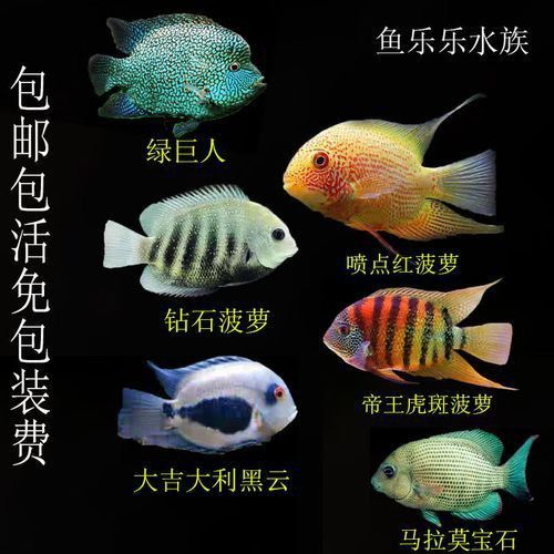 馬拉莫寶石圖片
