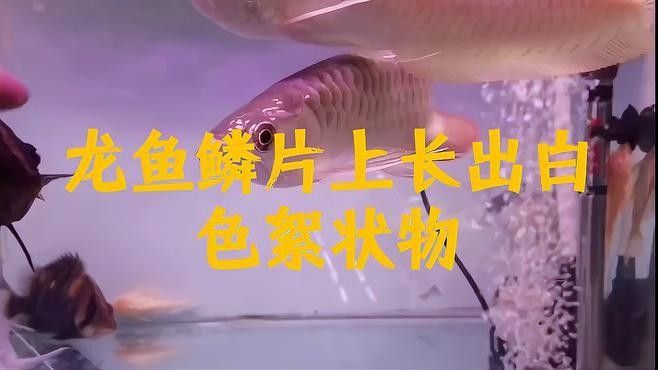 龍魚身上鱗片發白怎么回事