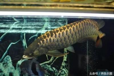 為什么龍魚只能養一條：龍魚為什么只能養一條 為什么龍魚只能養一條：龍魚為什么只能養一條 龍魚百科 第1張