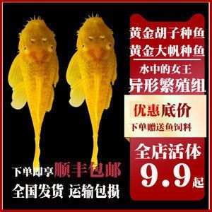 女王大帆魚適宜的飼料選擇，