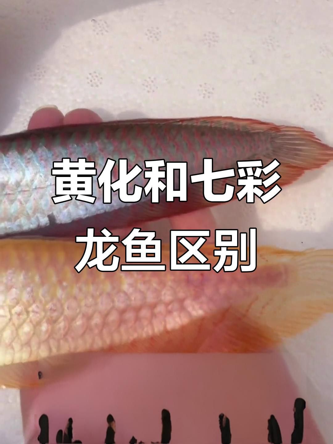 七鰭金龍魚的市場價格是多少？