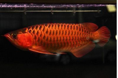 紅龍魚哪里的好養，紅龍魚哪里好養，紅龍魚的養殖成功與否取決于多種因素 紅龍魚哪里的好養，紅龍魚哪里好養，紅龍魚的養殖成功與否取決于多種因素 龍魚百科 第4張