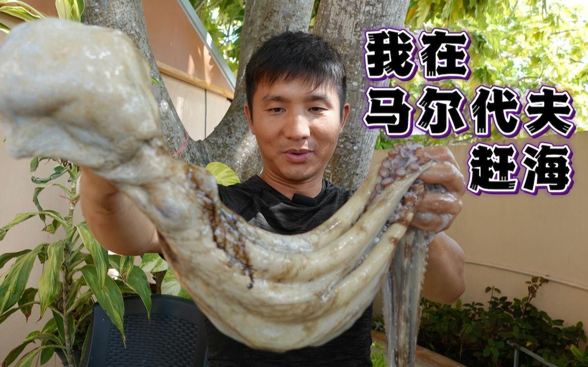 養龍魚最低水溫多少度合適：養龍魚的最低水溫多少度合適