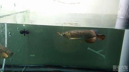 龍魚狀態不錯就不吃食了：如何判斷龍魚健康狀況，龍魚飼料選擇指南