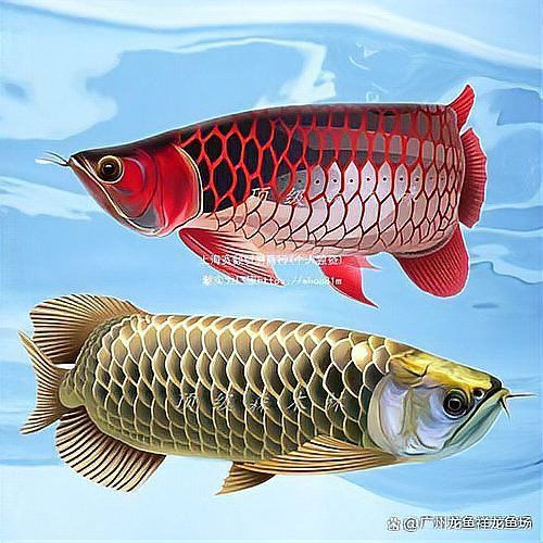 如何區(qū)分紫艷紅龍和辣椒紅龍？