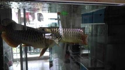 廣州市龍魚三大商家是誰：廣州市龍魚三大商家是誰廣州市龍魚三大商家是誰