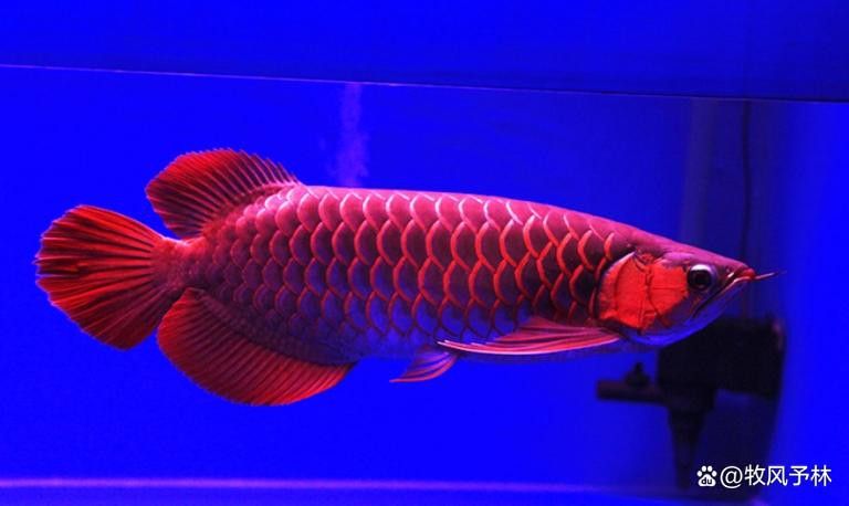 金龍魚腹鰭根部斷了一點