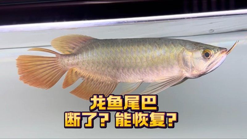 金龍魚腹鰭根部斷了一點