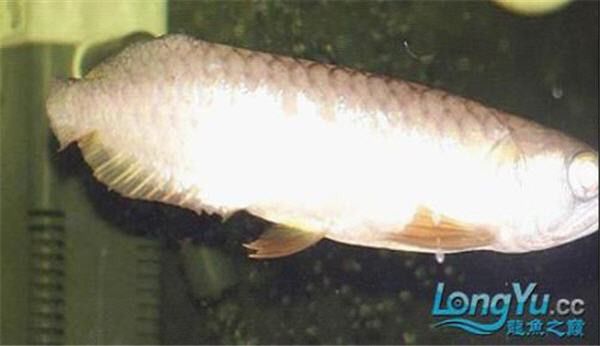 金龍魚腹鰭根部斷了一點