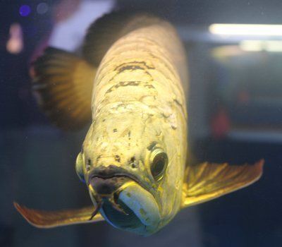 龍魚喂食小魚怎么消毒（龍魚喂食小魚前需進行消毒處理）