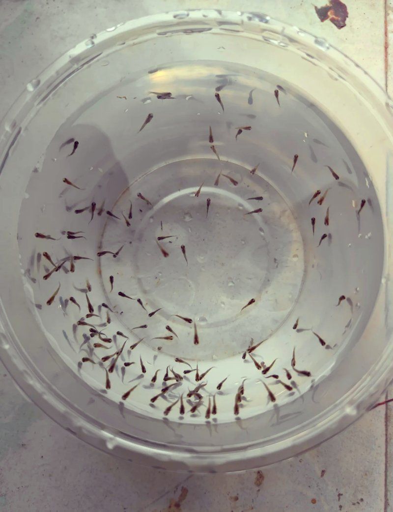 老虎魚懷孕要生的表現