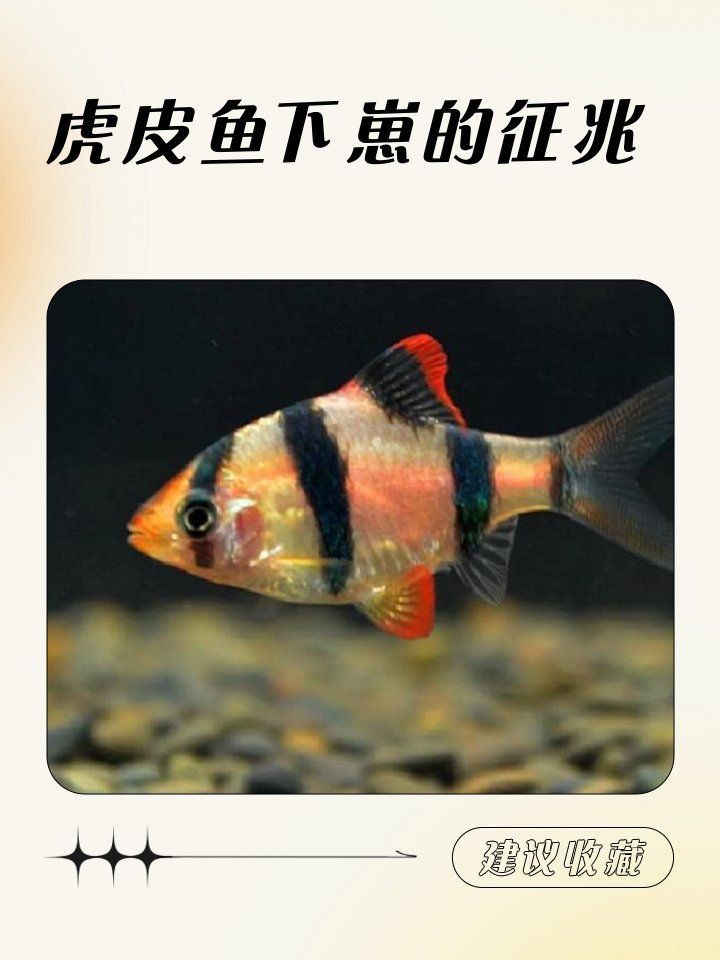 老虎魚懷孕要生的表現