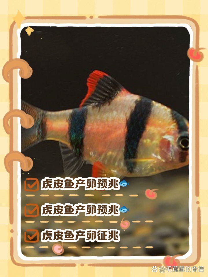 老虎魚懷孕要生的表現