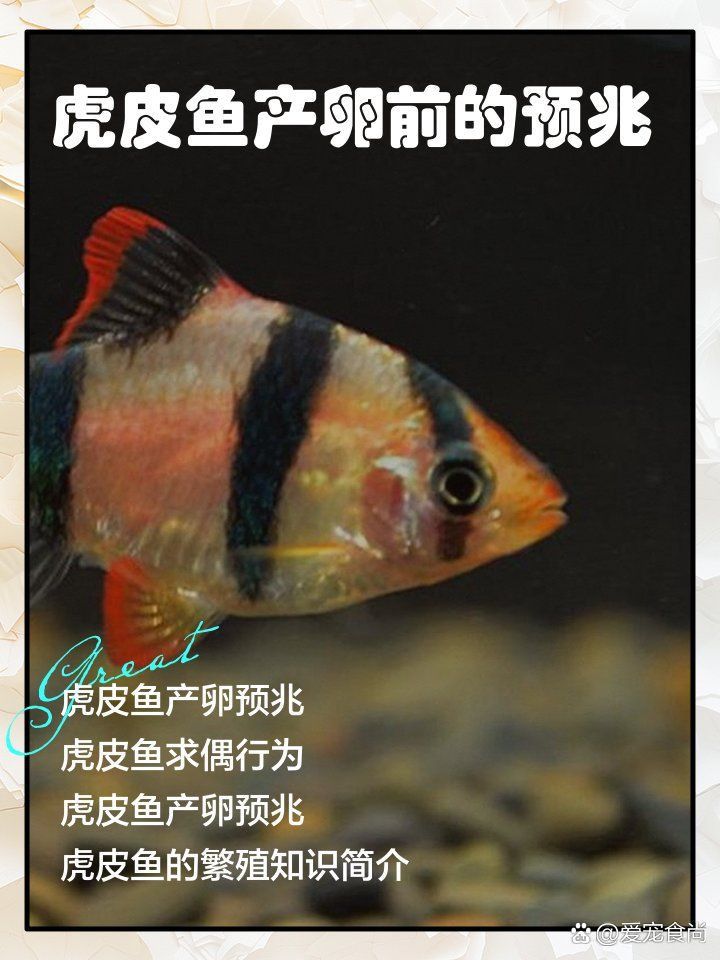 老虎魚懷孕要生的表現