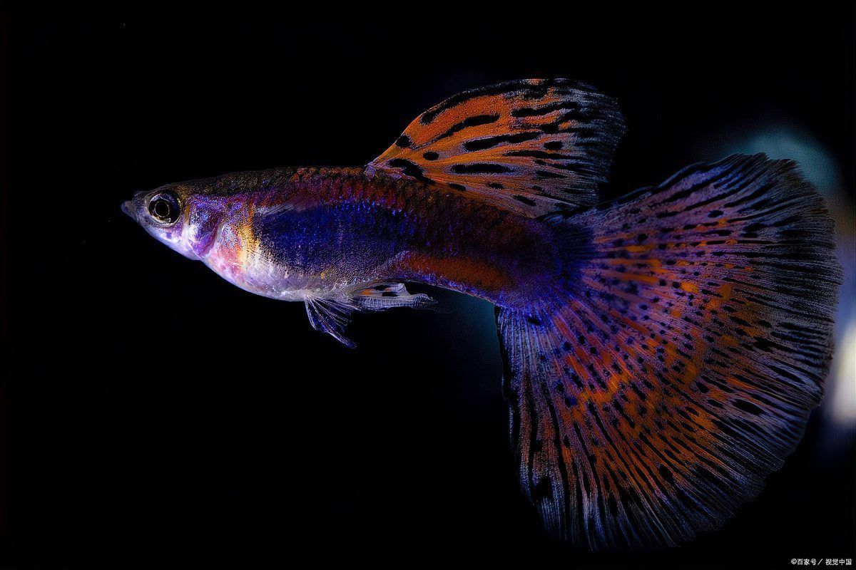 老虎魚懷孕要生的表現