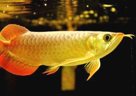 金龍魚與紅龍魚風水對比