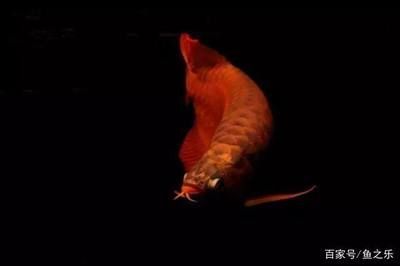 龍魚斷鰭怎么辦？：如何防止龍魚斷鰭