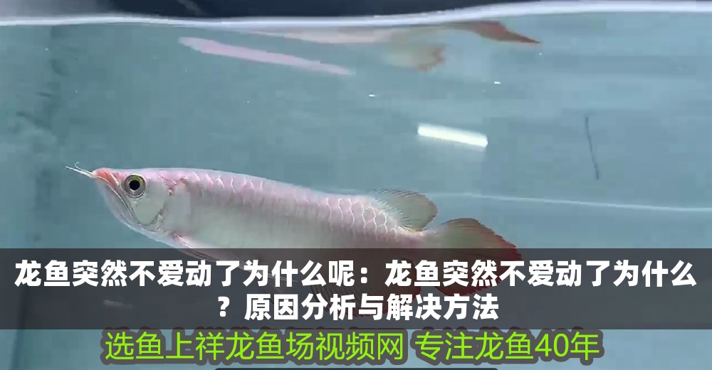 龍魚突然不愛動了為什么呢：龍魚突然不愛動了為什么？原因分析與解決方法