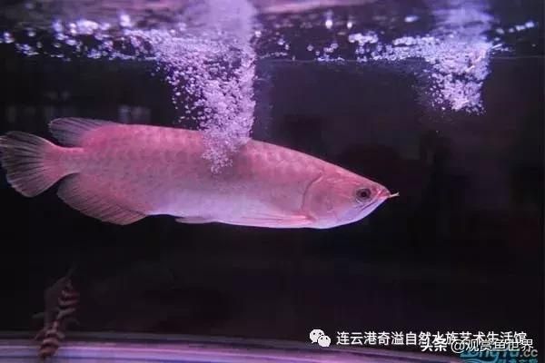體型較小的龍魚品種排名：體型最小的龍魚品種排名有哪些？