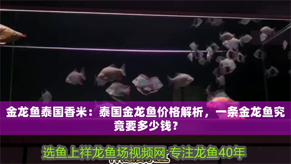 金龍魚泰國香米：泰國金龍魚價格解析，一條金龍魚究竟要多少錢？