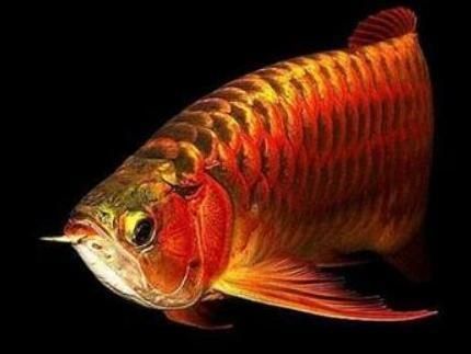 紅龍魚種類區分（紅龍魚的種類區分）