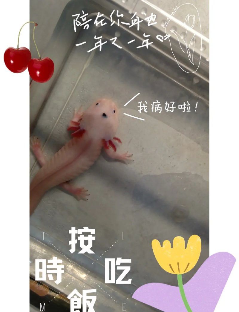 六角恐龍夏天多久喂一次食？