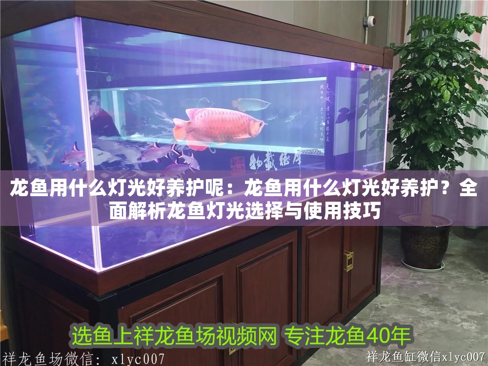 龍魚用什么燈光好養護呢：龍魚用什么燈光好養護？全面解析龍魚燈光選擇與使用技巧