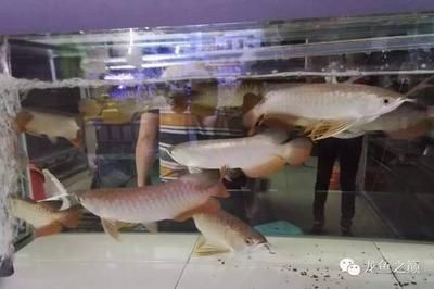 龍魚批發市場營業時間查詢 龍魚百科 第2張 龍魚批發市場營業時間查詢 龍魚批發市場營業時間查詢 龍魚百科 第2張