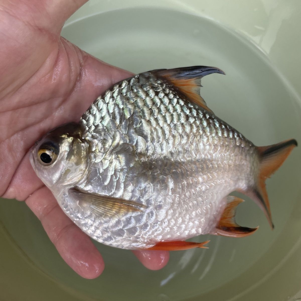 龍魚配魚排名（適合與龍魚混養的魚類排名，選擇與龍魚混養的魚類需要考慮到多種因素）